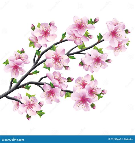 Japanese Tree Sakura Cherry Blossom Isolated Stock Vector