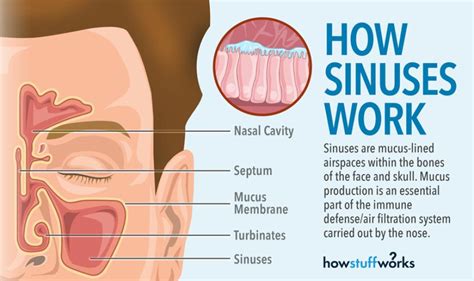 Understanding Sinus Congestion Sinus Problems Sinusitis Nasal Cavity