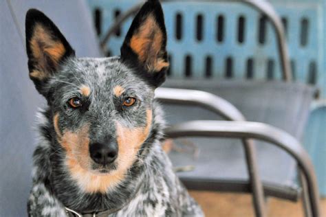 Mini Blue Heeler A Dog You Dont See Every Day