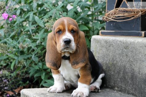 Basset Hound Puppy For Sale Near Lancaster Pennsylvania 6233c5f2 8de1