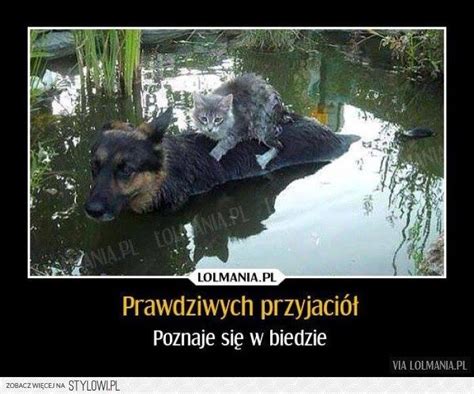 Friend In Need Is A Friend Indeed Po Polsku - Gawęda jak nasze psy i koty: Prawdziwych przyjaciół poznaje się w biedzie