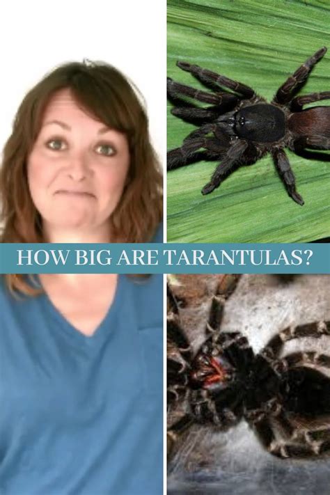 Best 10 Tarantulas Facts How Big Are Tarantulas Tarantula Facts