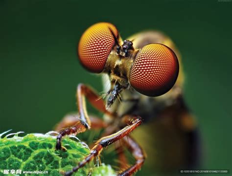 苍蝇特写大眼睛摄影图 昆虫 生物世界 摄影图库 昵图网nipic com