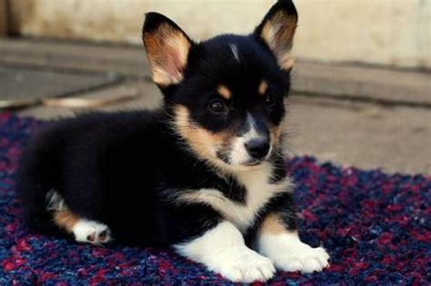 We decide to make the vlog to. Gorgeous AKC Pembroke Welsh Corgi Puppies! for Sale in ...