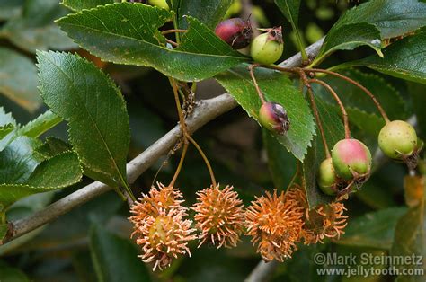 Also called the atlanta cedars, these cedars are suitable for planting in large. Cedar-Quince Rust - parasitic fungi | Mark Steinmetz