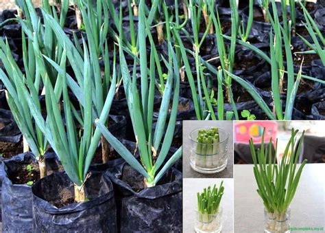 Check spelling or type a new query. √ Cara Budidaya Tanaman Daun Bawang Di Rumah - Agribisnis ...