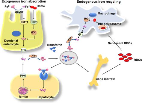 Iron Homeostasis In The Body There Are Two Sources Of Iron In The