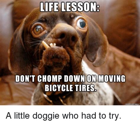 Life Lesson Dont Chomp Down On Moving Bicycle Tires A Little Doggie