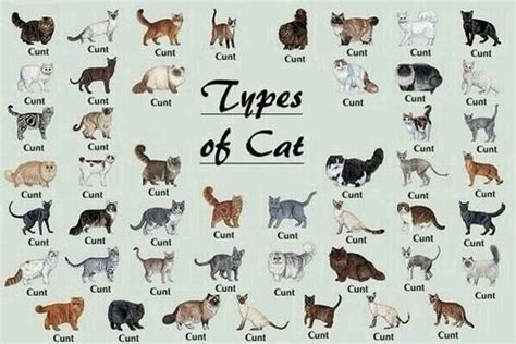 The Ultimate Guide On Cat Breeds All You Need To Know