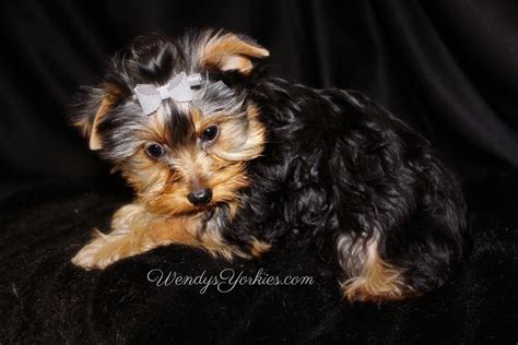 To learn more about each adoptable dog, click on the i icon for some fast facts, or click on their name or. Female Teacup Yorkie Puppies For Sale in TX | Wendys Yorkies