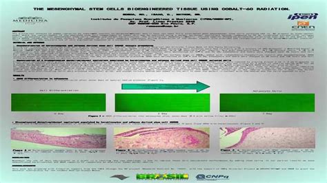 The Mesenchymal Stem Cells Bioengineered Tissue Using Cobalt 60