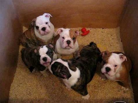 Voir plus d'idées sur le thème chiots bouledogues, bouledogue anglais, bouledogues. video chiots bulldog anglais / english bulldog puppies a 2 ...
