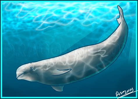 How To Draw A Beluga Whale Step By Step Drawing Guide By Dawn Dragoart