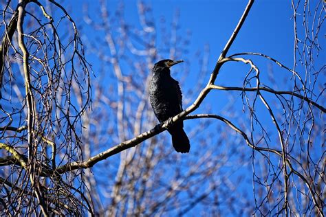 Большой Черный Баклан Птица Бесплатное фото на Pixabay
