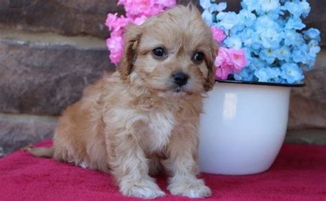 Cavachon puppies are a hybrid breed between the cavalier king charles spanieland bichon frise. Cavachon Puppies For Sale | Houston, TX #296138 | Petzlover