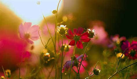 Early Morning Sunrise With Flowers Flowerszg