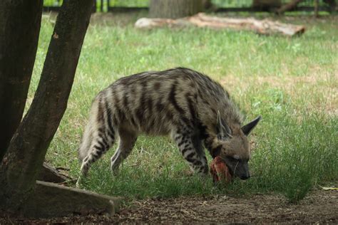 Striped Hyena Zoochat