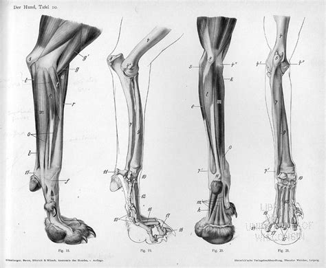 Just like humans, dogs actually have knees, and these are located where the tibia and fibula meet with the femur (where the lower leg meets with the thigh in dog back leg anatomy). 22 best images about Animal Anatomy - Canines on Pinterest ...