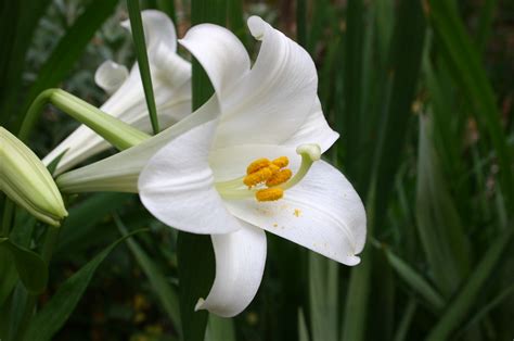 Why Lilies At Easter Photos Cantik