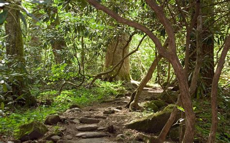 Поляна в тропическом лесу фото — Картинки и Рисунки