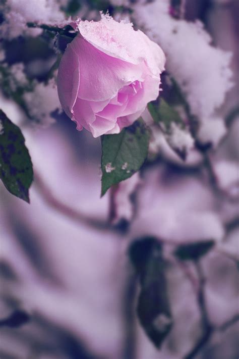 Winter In The Garden X ღɱɧღ Rose In Winter Winter Rose