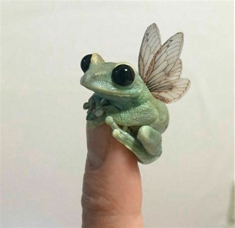 Frog🐸 In 2021 Cute Little Animals Cute Baby Animals Cute Frogs