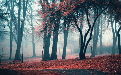Landscapes Trees Autumn Season Leaves Fog Lanterns Parks Fallen