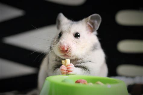 How Much Does A Hamster Need To Eat Pethelpful