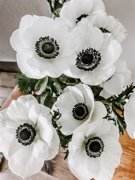 Black Eyed Anemones Anemone Flower Pretty Flowers Wedding Flowers