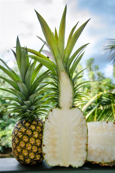 About Pineapple Kauaʻi Sugarloaf White Hawaiian Pineapple