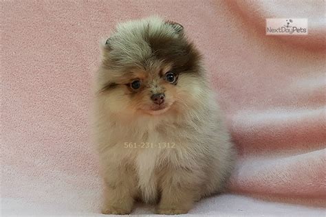 Blue is a beautiful blue merle akc registered pomeranian with tan markings. Teacup Merle: Pomeranian puppy for sale near South Florida ...