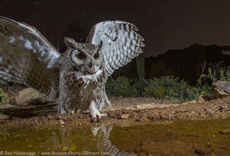 Great Horned Owl Photo Blog Niebrugge Images