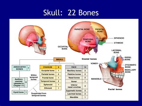 According To The Notes Given Above There Are 29 Bones In