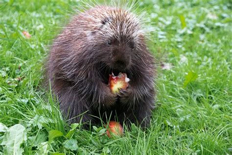 What Do Porcupines Eat