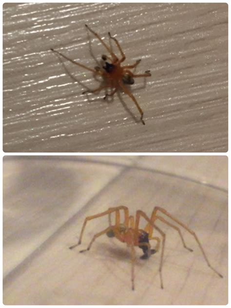 Afrikaans čeština dansk deutsch ελληνικά english english (uk) español (españa) español suomi français bahasa indonesia italiano 日本語 한국어 bahasa melayu norsk nederlands polski português (brasil) português (portugal) русский svenska ภาษาไทย filipino türkçe 中文(简体) 中文(台灣) বাংলা. 家 蜘蛛 種類 黒 - HTFYL