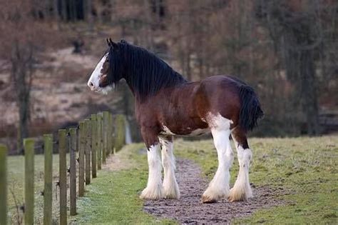 Clydesdale Horse Breed Historycharacteristicsuses And Other