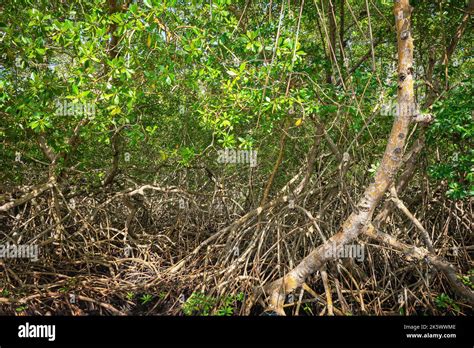 Mangrove Forest Dense Tropical Trees Foliage Jungle Wild Woods