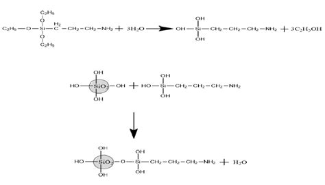 Principle Of Hydrolysis Reaction And Dehydration Condensation Modified