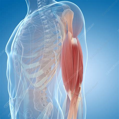 Upper Arm Muscles Artwork Stock Image F0055450 Science Photo