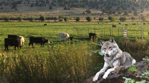 Osu Kbrec To Host Wolf And Livestock Interaction Seminar May 2