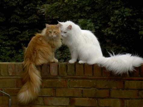 Are you looking to get a maine coon cat? What is the Average Weight of a Maine Coon Cat? • The Pets KB