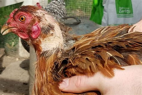 Conditions That Affect A Chickens Skin