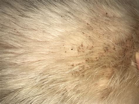 White Flakes On Dogs Back Toxoplasmosis