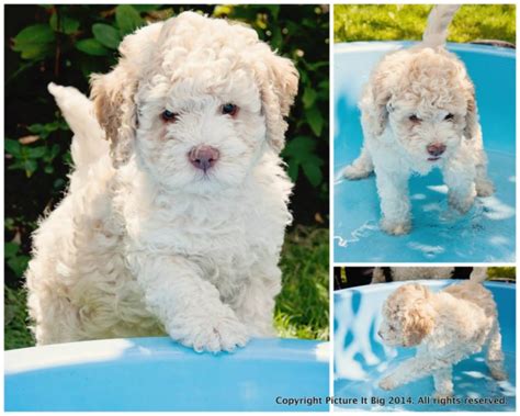 Check spelling or type a new query. Lagotto Puppies | Puppies, Lagotto romagnolo, Puppy love