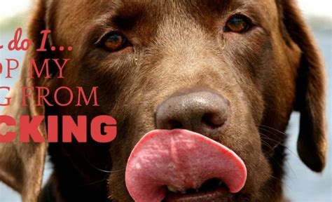 How To Stop A Dog From Licking 4 Terrific Tongue Treatments