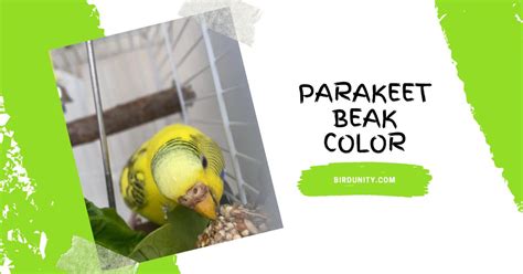 Parakeet Beak Color Exploring Variations And Significance