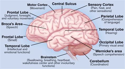 Brain Features And Functions Mental Construction