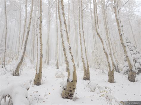 Snowy Creeping Aspens Wasatch Range Utah Mountain Photography By