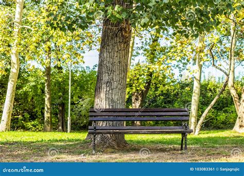 Bench In Public Park Stock Image Image Of Color Plant 103083361