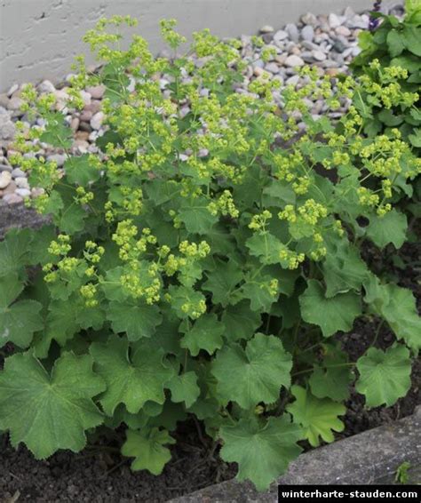 ► beschreibung frauenmantel tipps und tricks zum anbau anwendung heilwirkung erdauungsfördernd, schmerzstillend, antibakteriell, wassertreibend. Frauenmantel (Alchemilla mollis) | Garten pflanzen ...